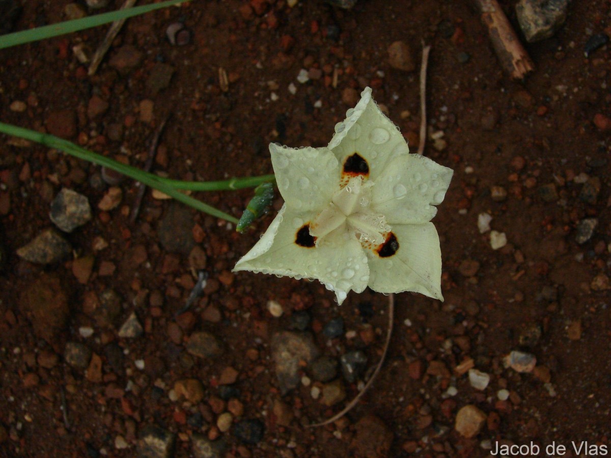 Dietes bicolor (Steud.) Sweet ex Klatt